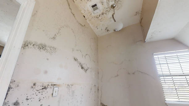 Best Industrial Mold Remediation  in Shakopee, MN