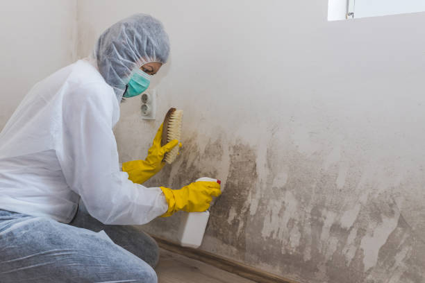 Best Attic Mold Removal  in Shakopee, MN