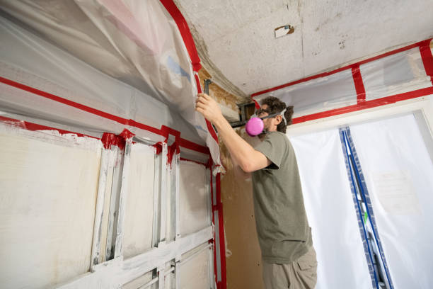 Best Basement Mold Removal  in Shakopee, MN