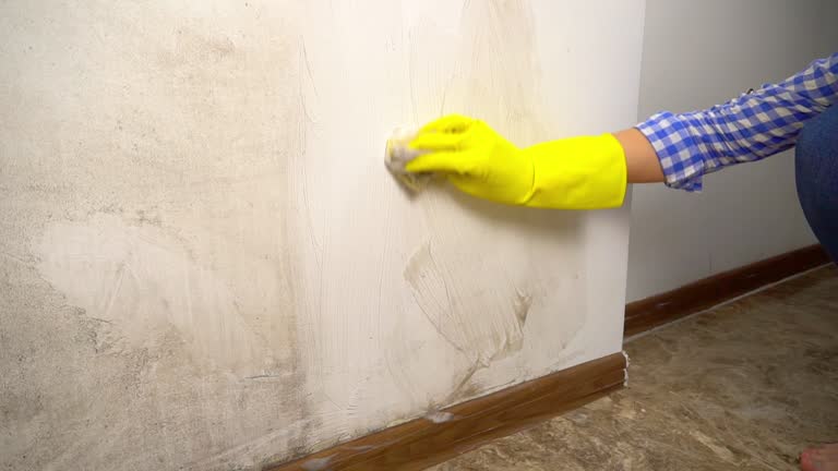 Mold Odor Removal Services in Shakopee, MN