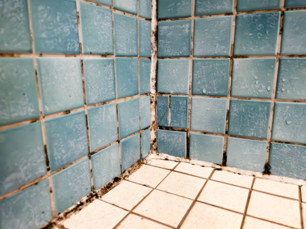 Best Environmental Consulting for Mold Prevention  in Shakopee, MN