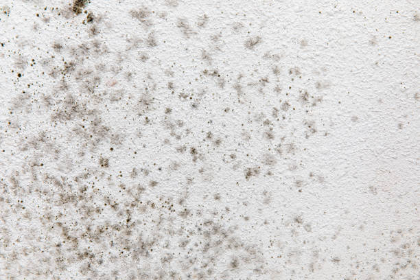 Trusted Shakopee, MN Mold Removal Experts