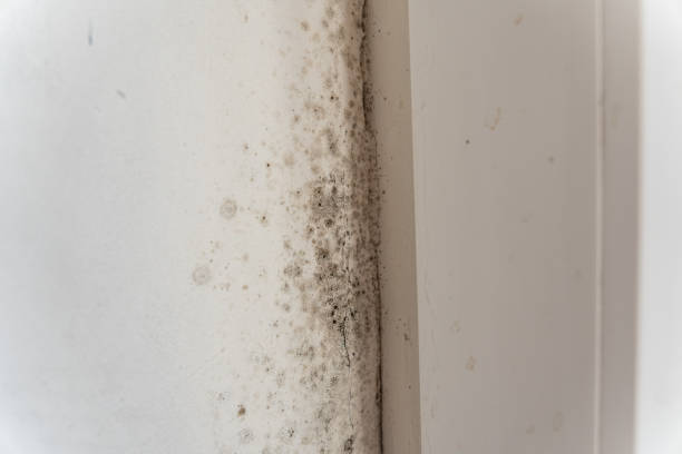 Best Mold Odor Removal Services  in Shakopee, MN