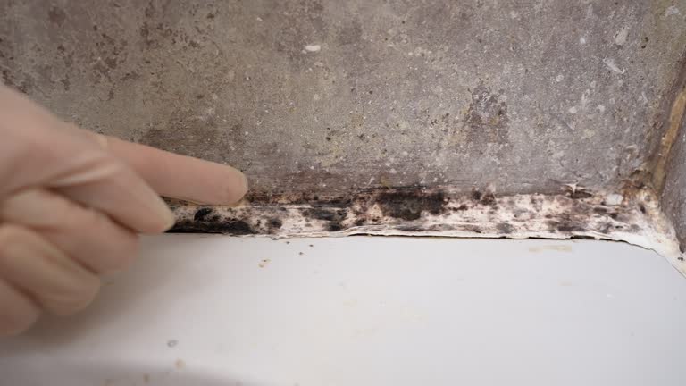 Best Mold-Related Health Consultation  in Shakopee, MN