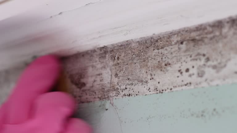 Best Emergency Mold Remediation  in Shakopee, MN